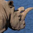 Rarest Rhino Dies, Leaving Just 3 Of Her Kind On The Planet