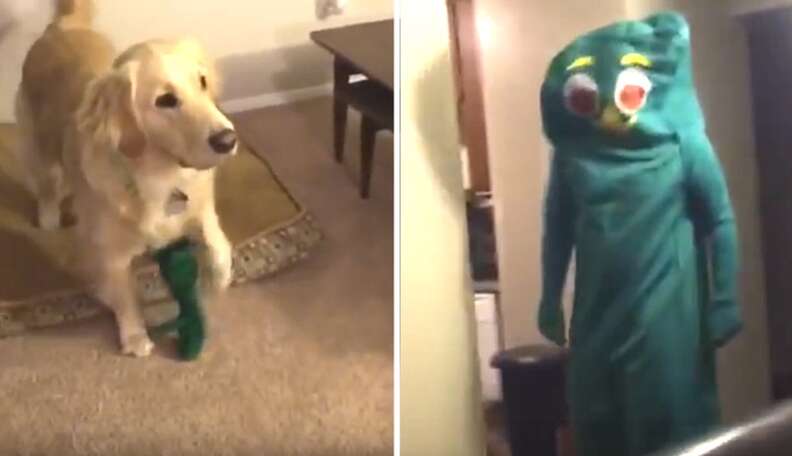 This Guy Surprised His Dog By Dressing Up As Her Favorite Toy The Dodo