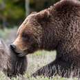 Famous Grizzly Bear's Only Cub Tragically Killed