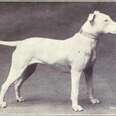 6 Dog Breeds That Have Changed Significantly Over Time