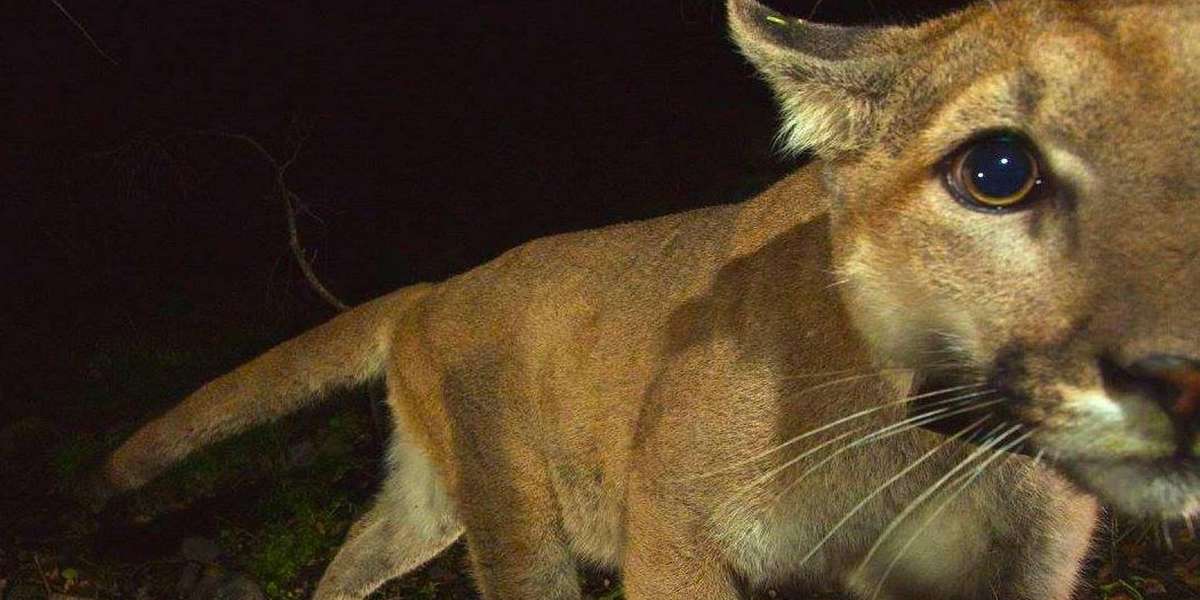 Rare Mountain Lion Dies In Tragic Human Encounter - The Dodo