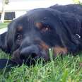 Sick Dog Facing Death Now Enjoys Belly Rubs In Grass