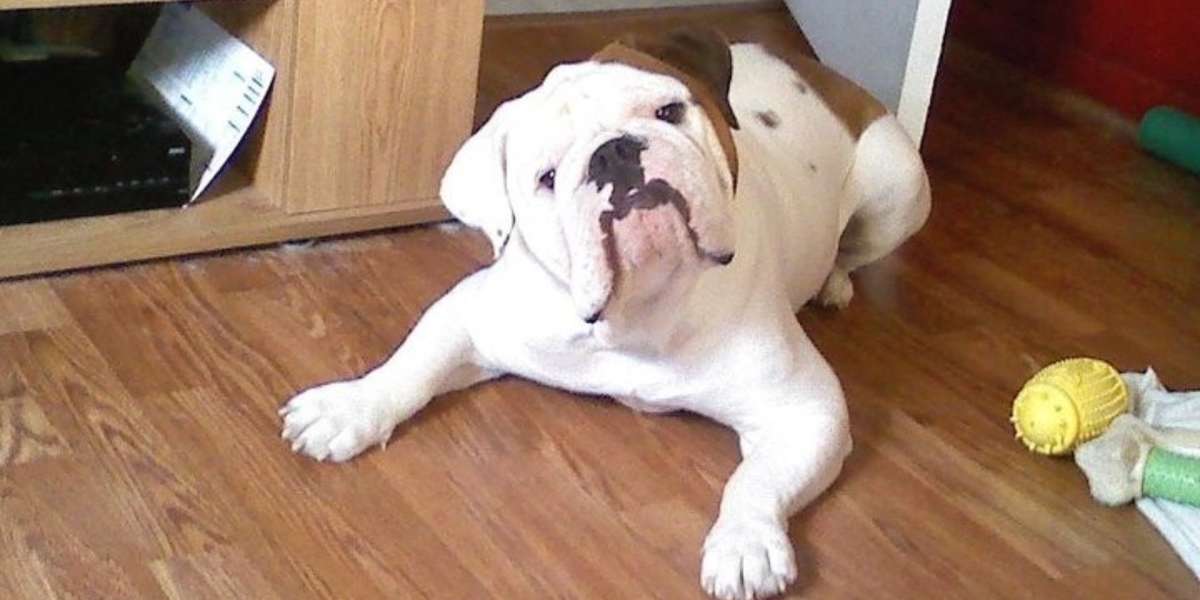 how do english bulldogs live