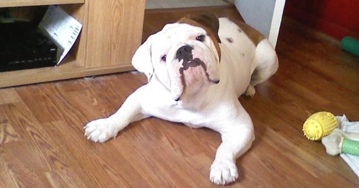 are english bulldogs born with long tails