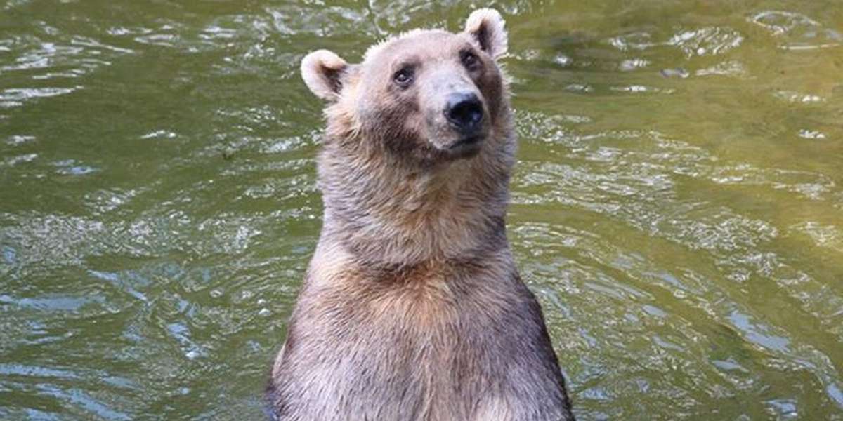 This Is What Happens When A Grizzly Bear And Polar Bear Fall In