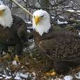 People Are Obsessed With This Bald Eagle Couple