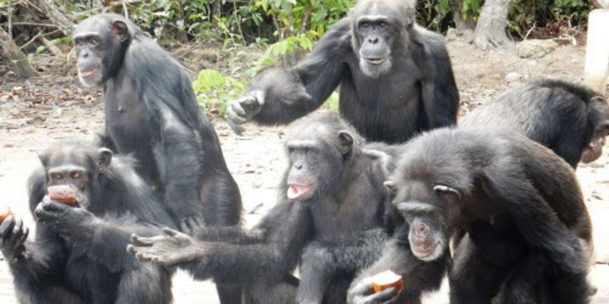 Photos Reveal Islands Full Of Chimps Abandoned By Americans - The Dodo