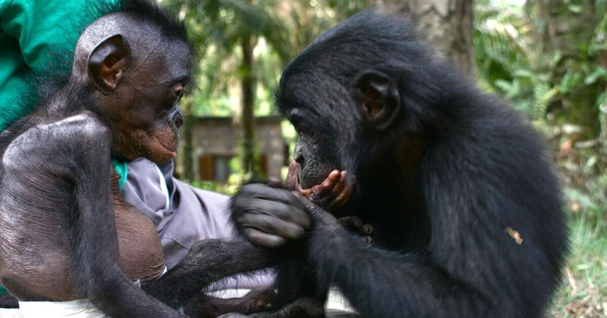 Starving Orphaned Ape Learns To Trust Again, Thanks To Her Patient ...