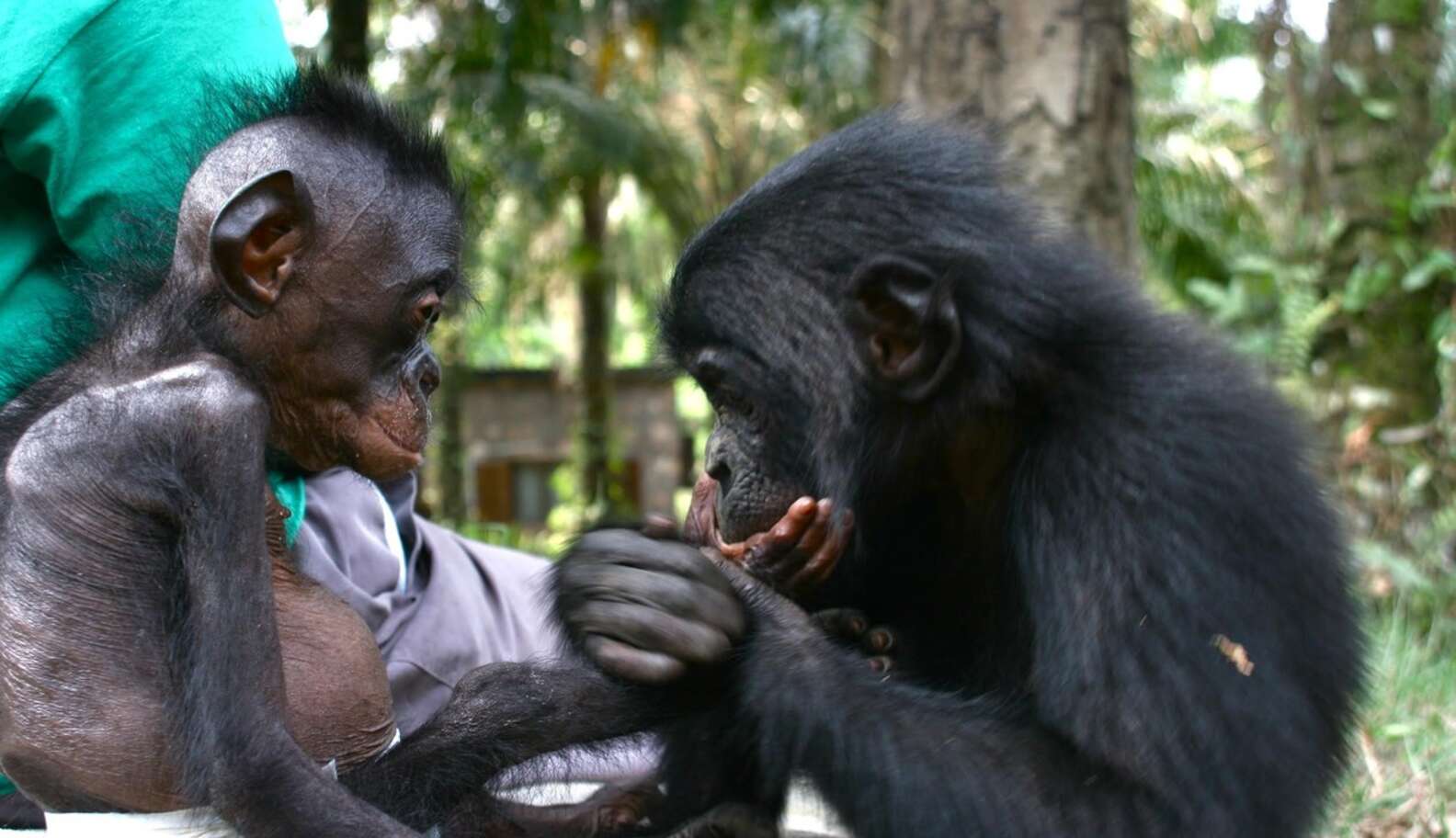 Starving Orphaned Ape Learns To Trust Again, Thanks To Her Patient ...