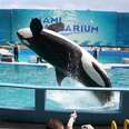 Lolita Advocate Describes Whale's Sad Story