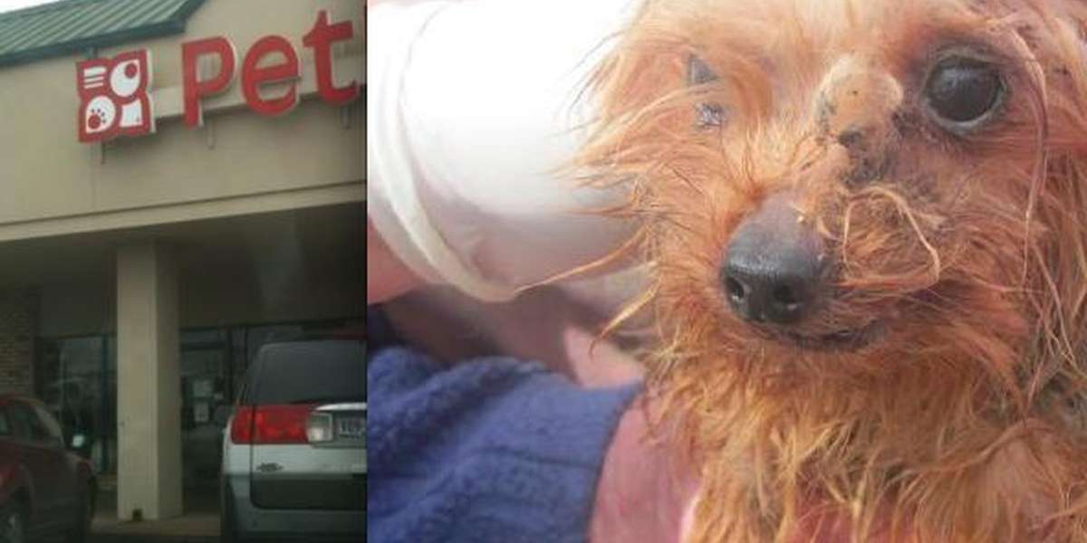Huge Pet Store Chain Selling Puppies From Worst Conditions Imaginable ...