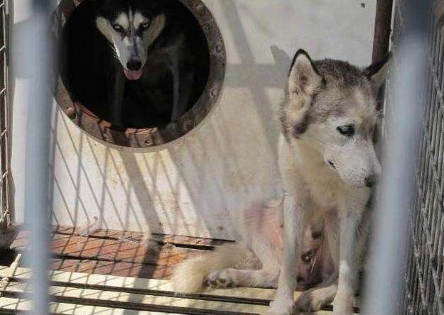 Do Petland Puppies Come From Puppy Mills