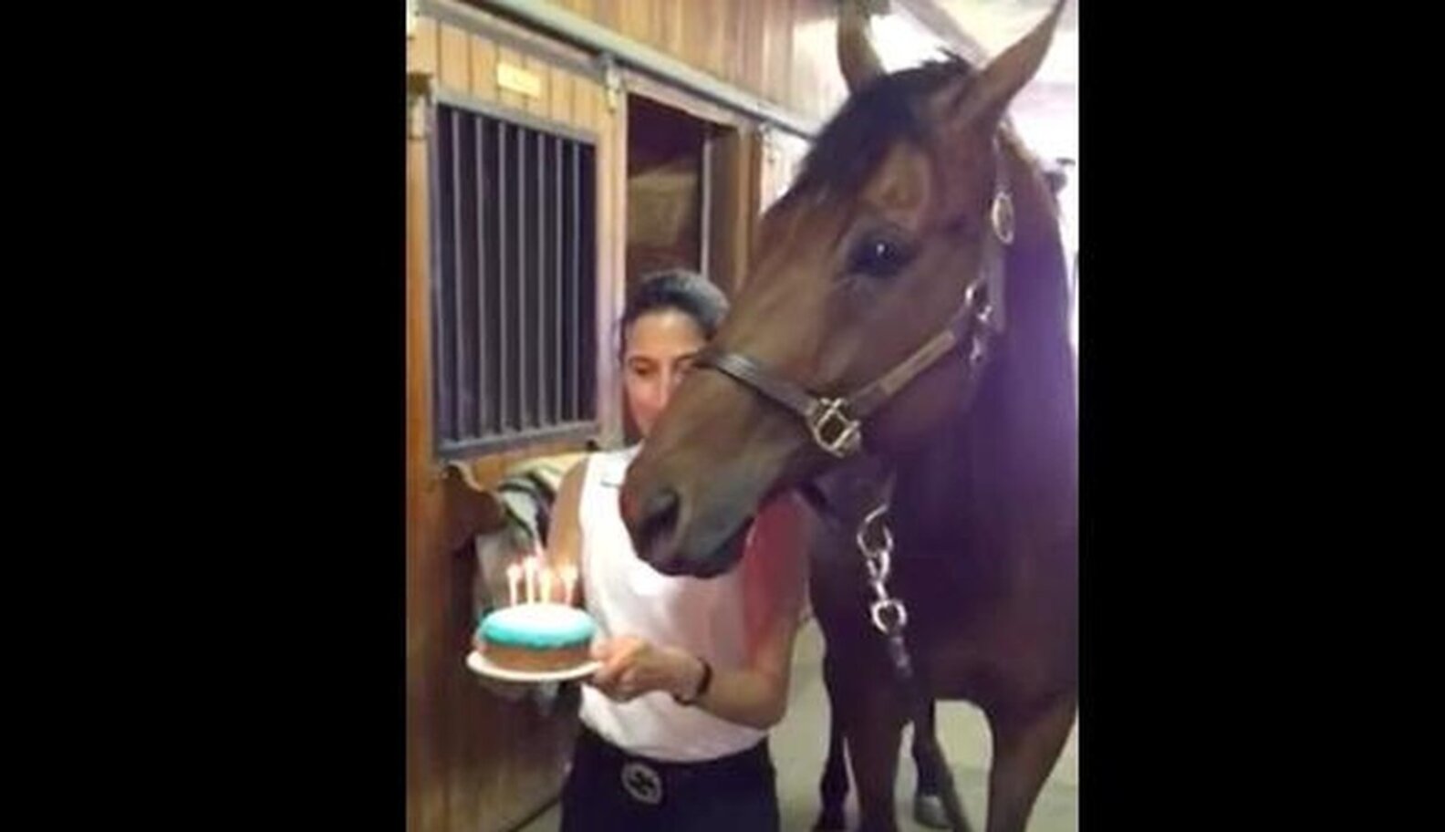 Excited Horse Blows Out His Own Birthday Candles The Dodo