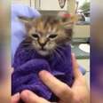Tiny Kitten Almost Died Because Of Her Flea Collar