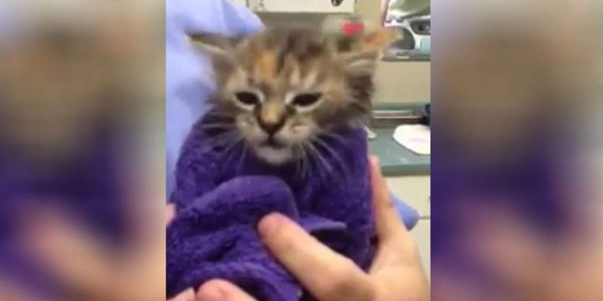 Tiny Kitten Almost Died Because Of Her Flea Collar - The Dodo