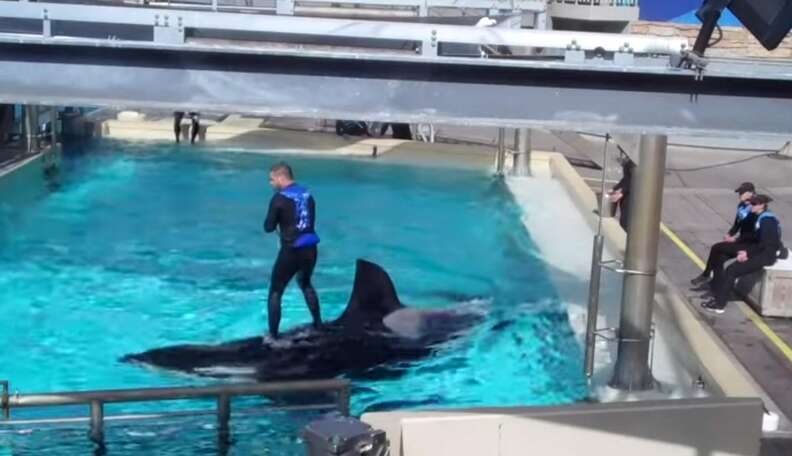 SeaWorld Trainers Still Riding Orcas Despite Legal Ruling - The Dodo