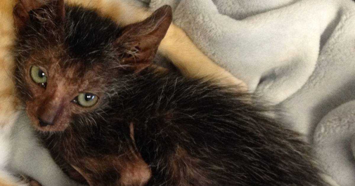 Stray Cat Gives Birth To Extremely Rare Werewolf Kitten The Dodo