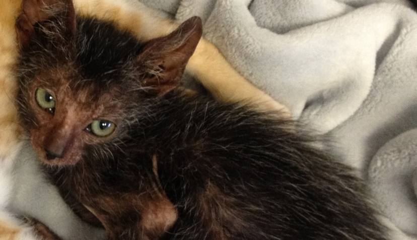 Stray Cat Gives Birth To Extremely Rare Werewolf Kitten The Dodo