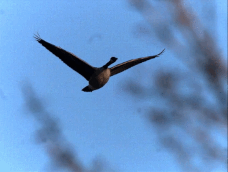 Feast Your Eyes On This Never-Ending Parade Of Speedy Wildlife - The Dodo