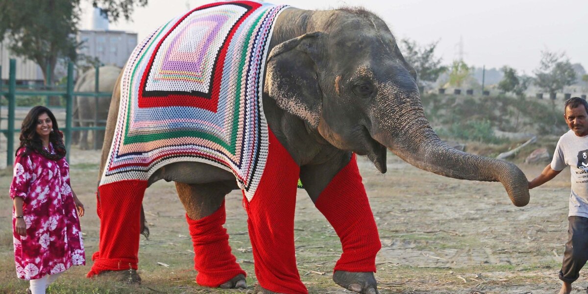 Elephant sweaters on sale