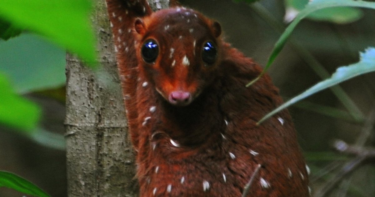 11 Animals You Didn�t Know Could Fly The Dodo