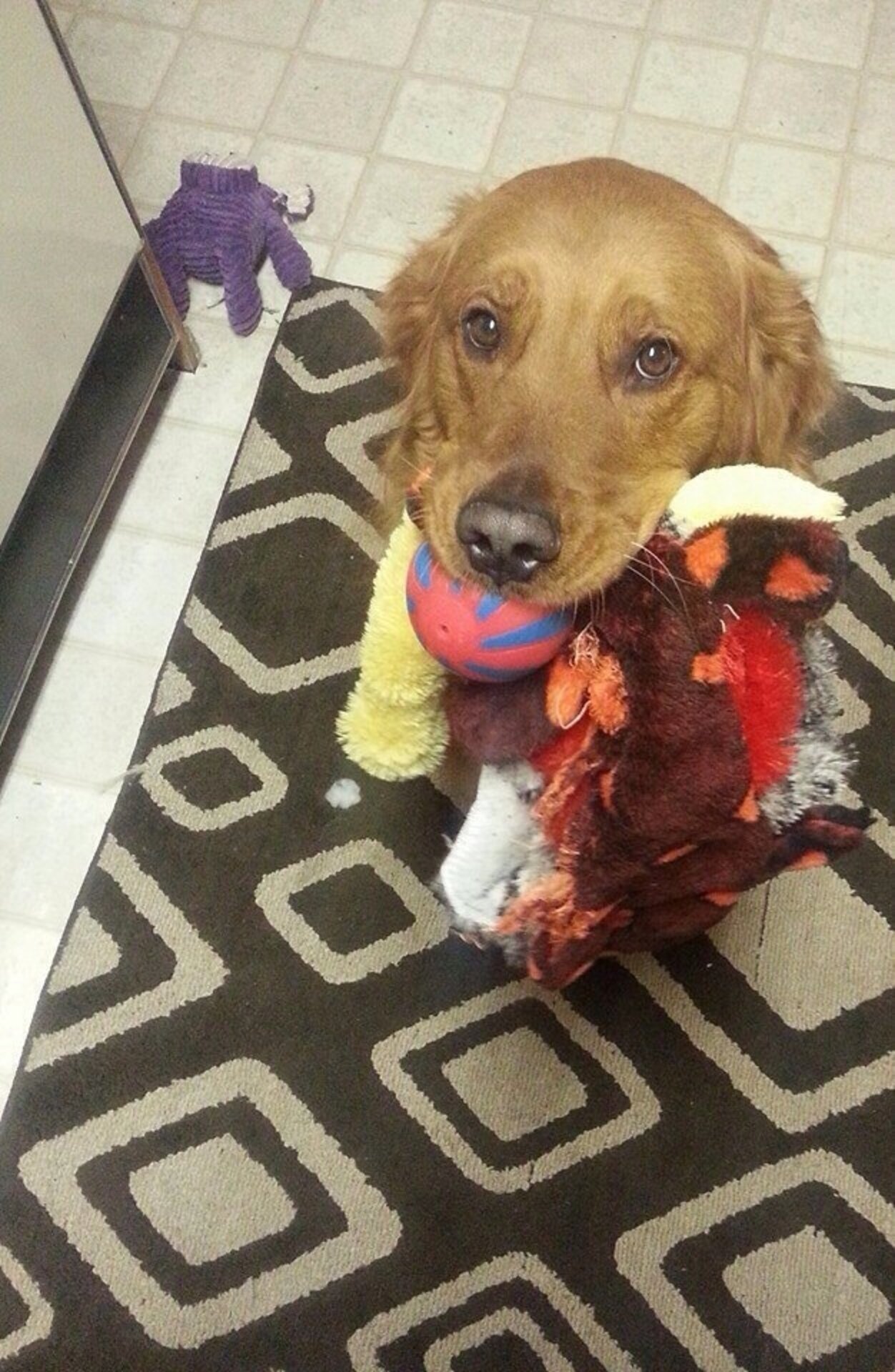 18 Proud Dogs Who Want To Show Off Their Toys For You The Dodo