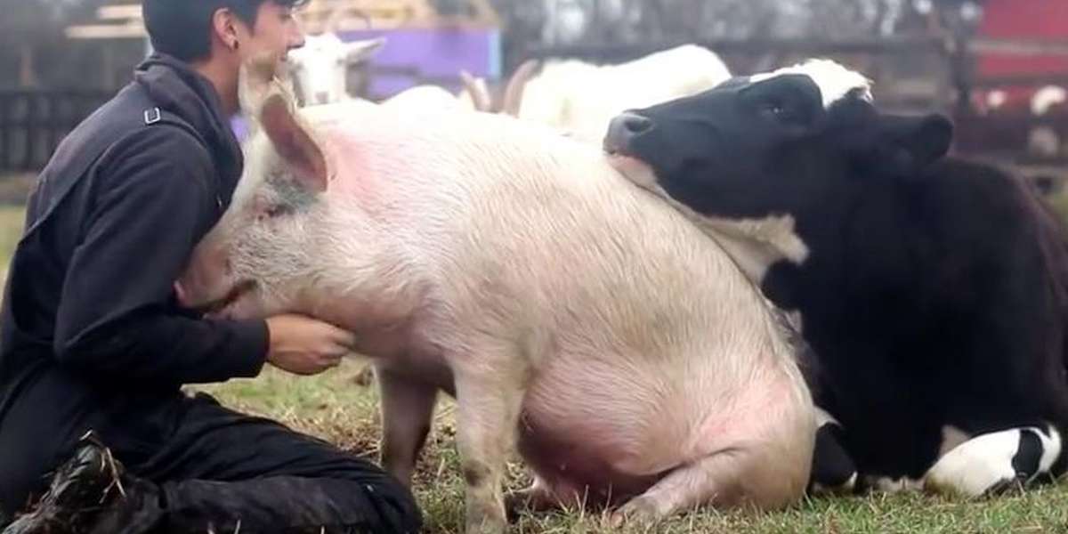 Happiest Video Ever Shows Cow And Pig Fighting For Attention - The Dodo