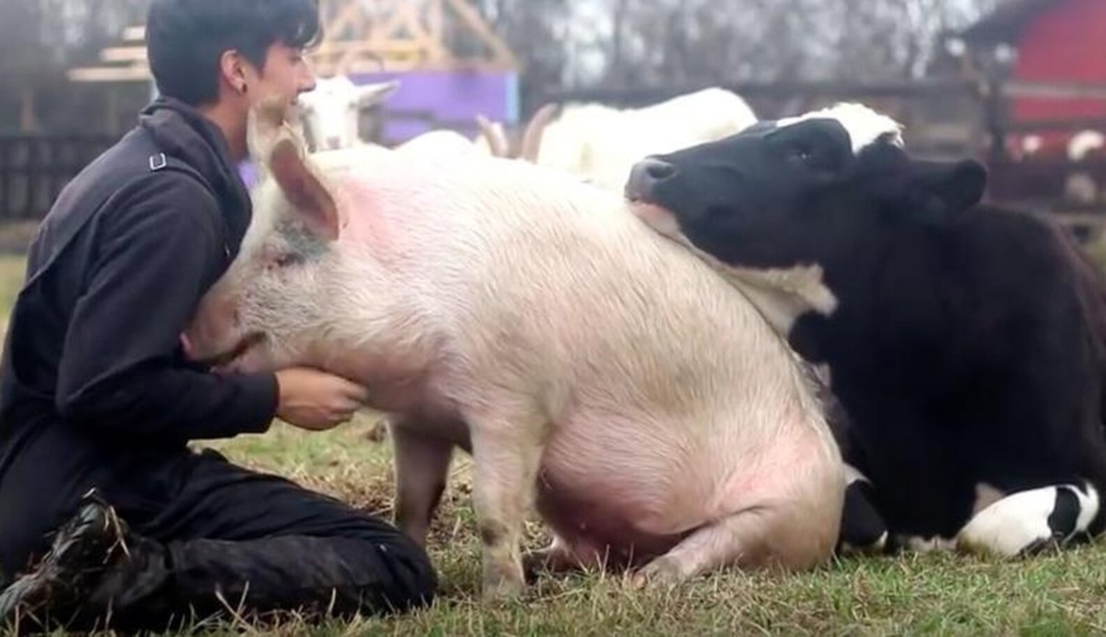 Happiest Video Ever Shows Cow And Pig Fighting For Attention - The Dodo