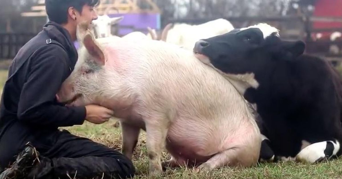 Happiest Video Ever Shows Cow And Pig Fighting For Attention The Dodo