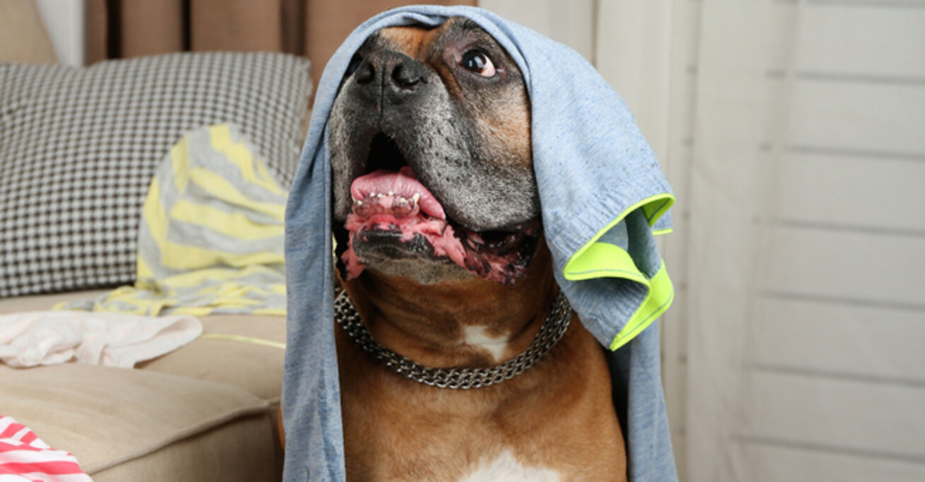 16 Ways The Entire World Knows You're Obsessed With Dogs The Dodo