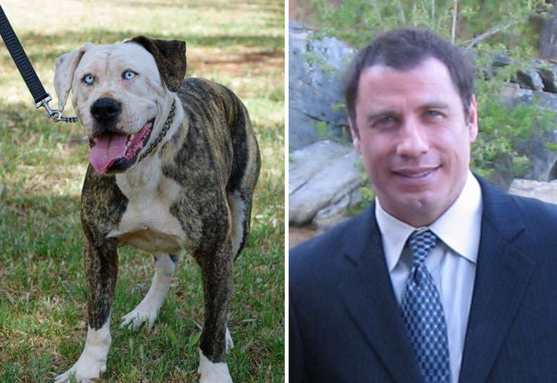 John Travolta Dog Adoption