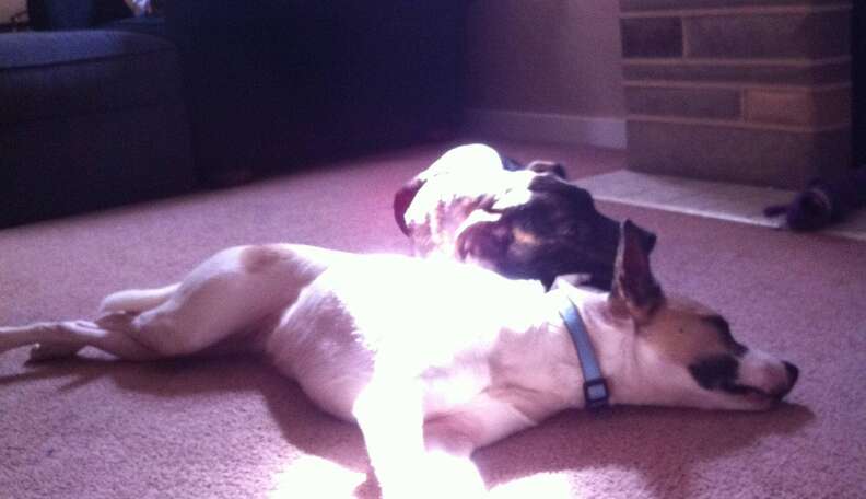 5 Blissed-Out Dogs Who Found The Perfect Patch Of Sun - The Dodo