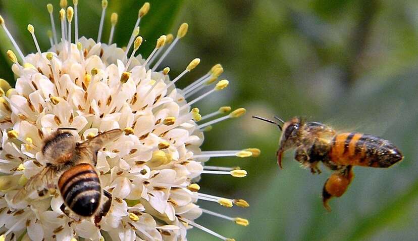 Spread pollen