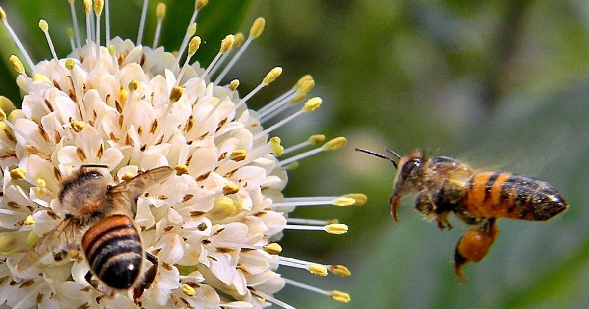 Bees May Spread Pollen, But They Also Save Lives 6 Unexpected Ways