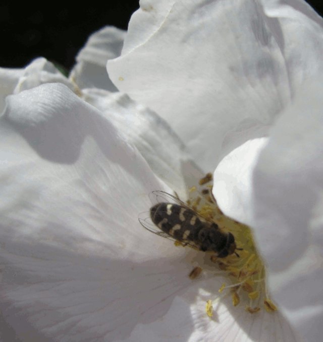 Spread pollen