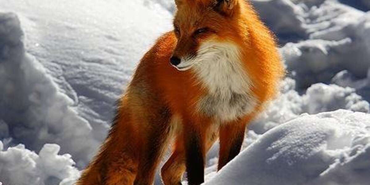 'Fire and Ice' Amazing pic of a red fox in the snow! pic.twitter.com