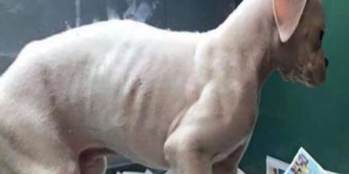 Emaciated Puppy Forces Pet Store To Change Its Ways - The Dodo