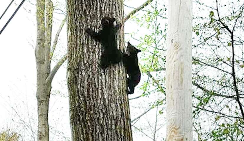 Stumped! Baby Bears Battle Tree Trunk in Wisconsin