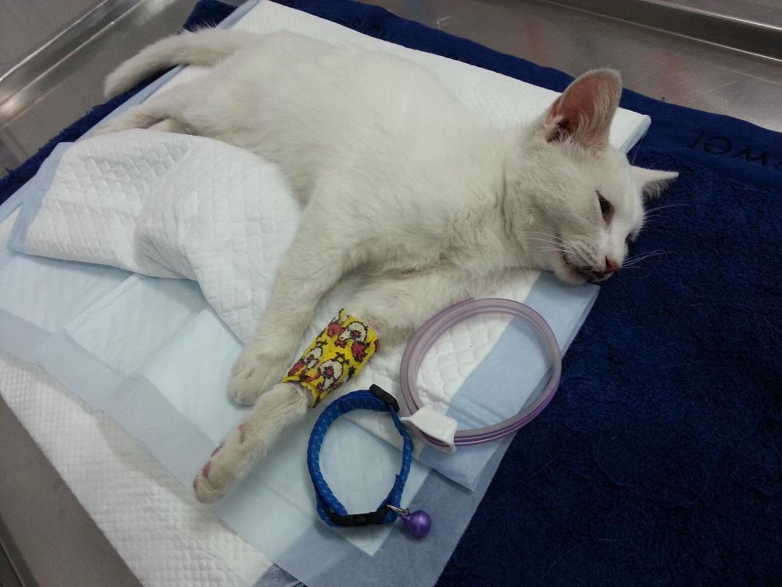 Kitten Was Thrown From Building, But Now She's Safe With Me The Dodo