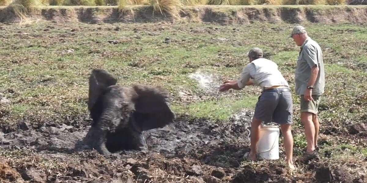 Heroes Saw Animals In Trouble And Did Exactly The Right Thing - The Dodo