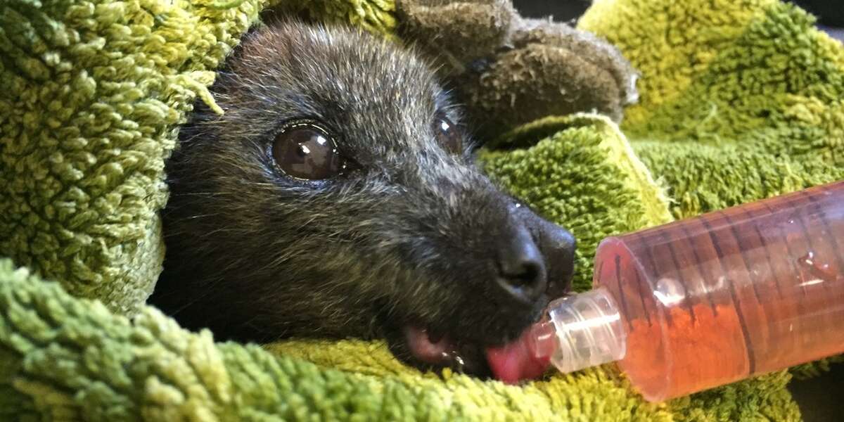 Flying Fox Sips Juice After Dramatic Sky-High Rescue - The Dodo