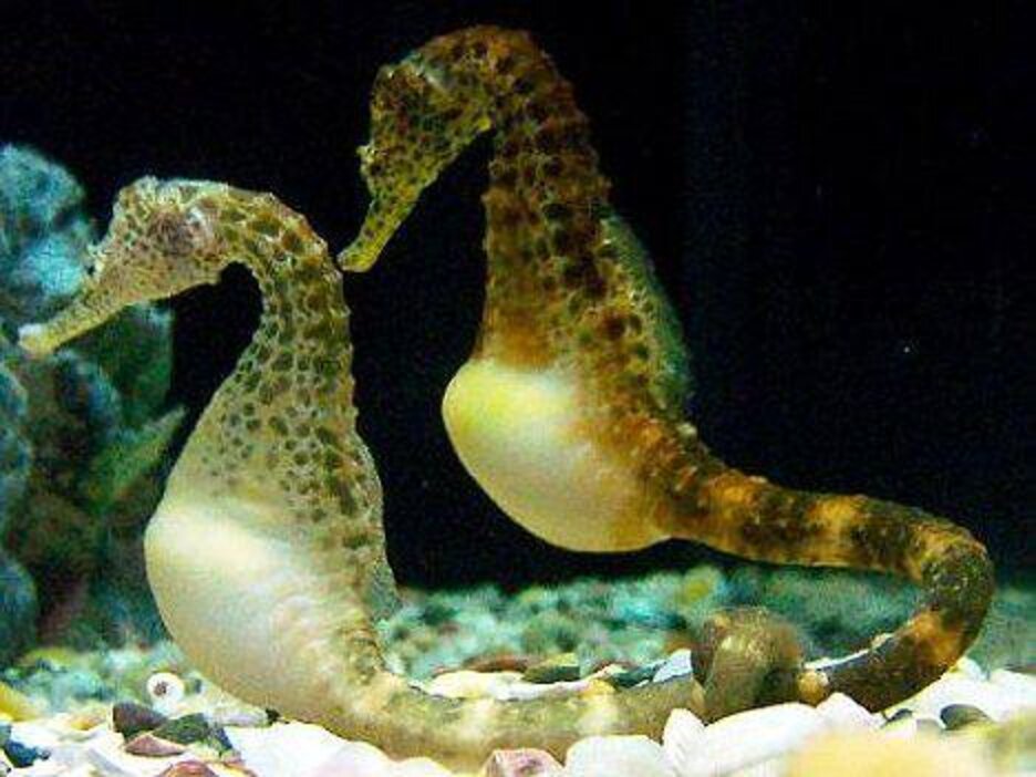 Seahorses Give Their Partners A Hug Every Morning During Pregnancy The Dodo