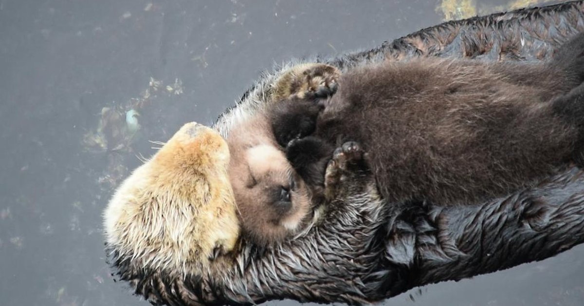 These Otters Are All Of Us In The Morning - The Dodo