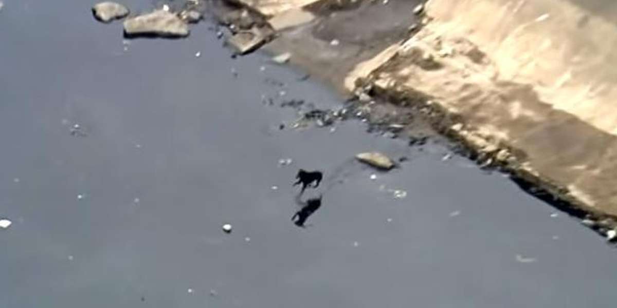 Playful Dog Spotted Cleaning Trash From River All On His Own - The Dodo