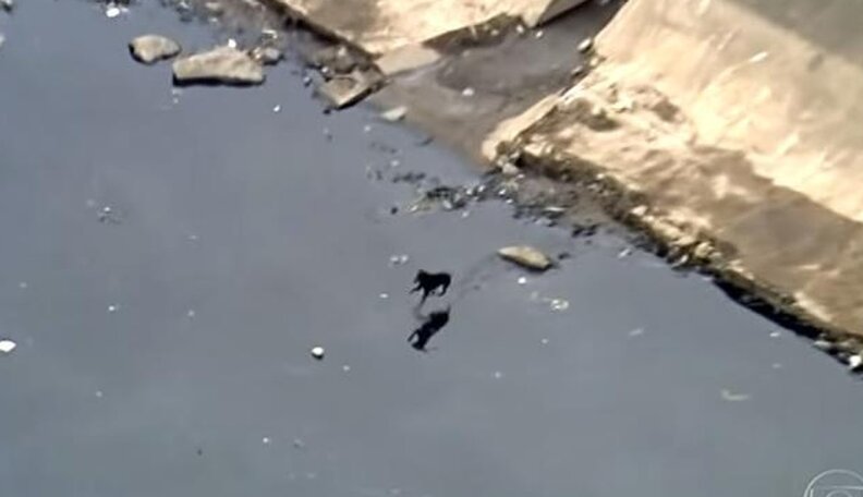 Playful Dog Spotted Cleaning Trash From River All On His Own - The Dodo
