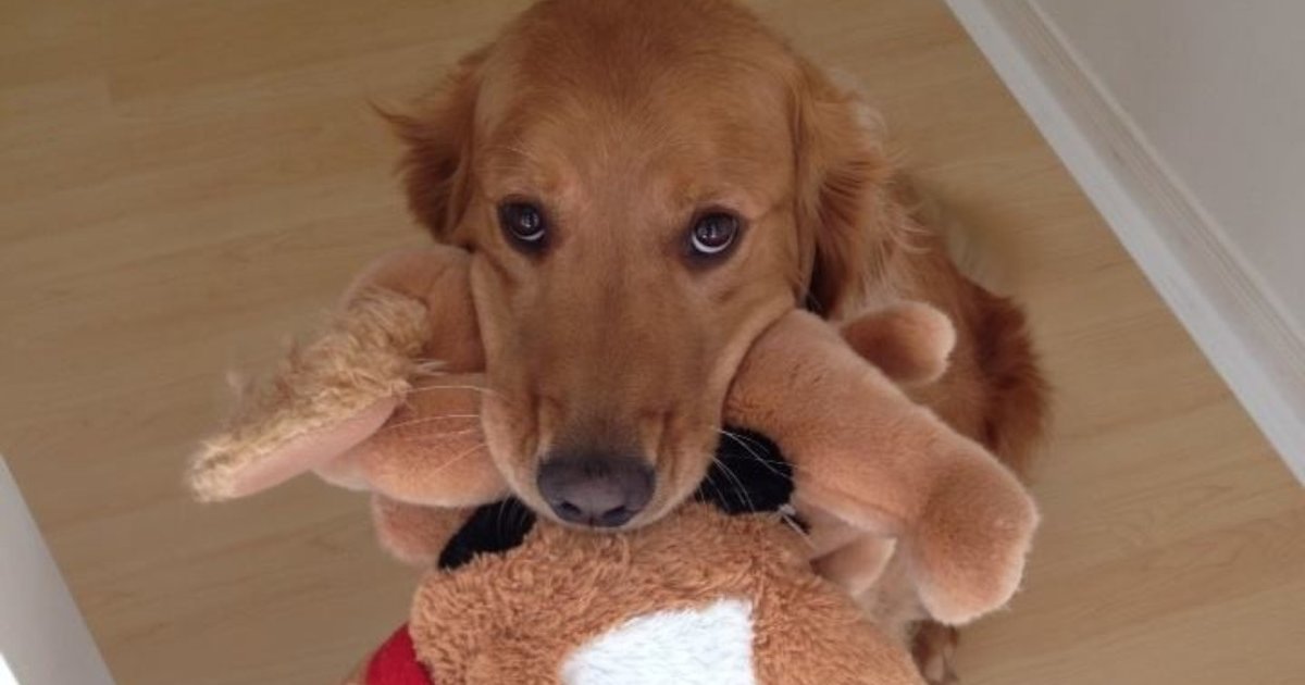 dogs and their stuffed animals