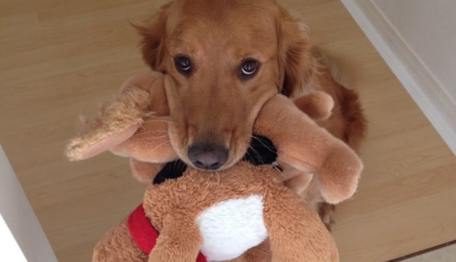 17 Pets Who Love Their Stuffed Animals The Dodo