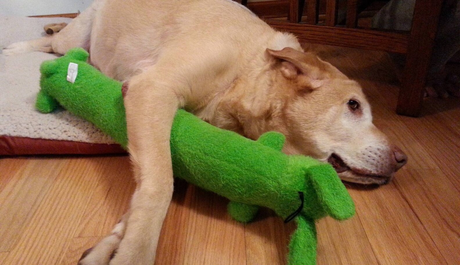 17 Pets Who Love Their Stuffed Animals The Dodo