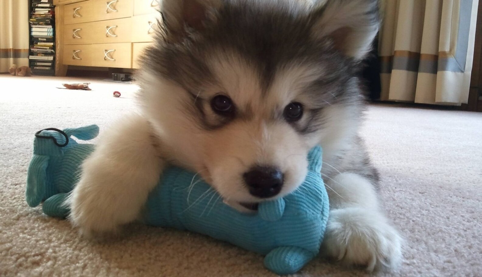 17 Pets Who Love Their Stuffed Animals The Dodo