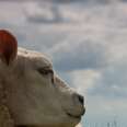 See No Evil:  The Bigger Picture of Live Export